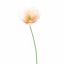 SINGLE POPPY 37CM CREAM PINK