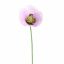 SINGLE POPPY 37CM LAVENDER
