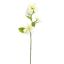 SMALL MAGNOLIA 75CM CREAM