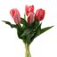 TULIP X5 BUNDLE 30CM BEAUTY