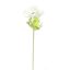 ANEMONE 60CM CREAM