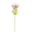 ANEMONE 60CM CREAM PINK