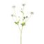 ANEMONE SPRAY 81CM CREAM