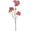 APPLE BLOSSOM 75CM BEAUTY