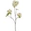 APPLE BLOSSOM 75CM CREAM