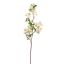 CHERRY BLOSSOM 75CM CREAM