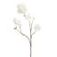 PEACH BLOSSOM 78CM CREAM