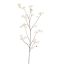 CHERRY BLOSSOM 164CM CREAM