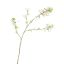 LARGE PEACH BLOSSOM 155CM CREAM