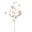 GYPSOPHYLE 75CM BEAUTY