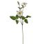 CLEMATIS SPRAY 70CM CREAM
