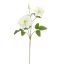 CLEMATIS DIAMANTINA 70CM CREAM