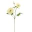CLEMATIS DIAMANTINA 70CM GREEN