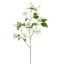 CLEMATIS DIAMANTINA 115CM CREAM