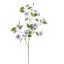 CLEMATIS DIAMANTINA 115CM LILA