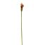 SMALL CALLA GREEN BROWN