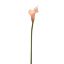 SMALL CALLA SALMON