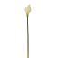 SMALL CALLA WHITE