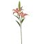LARGE LILY X2 87CM CREAM PINK