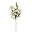 TIGERLILY SPRAY X 4 72CM CREAM