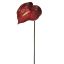 ANTHURIUM 67CM RED