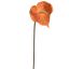 ANTHURIUM 67CM YELLOW