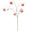 MARTAGON LILY 100CM ORANGE