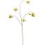 MARTAGON LILY 100CM YELLOW