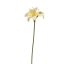 HIPPEASTRUM SPRAY 77CM YELLOW