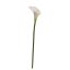 SINGLE CALLA 72CM CREAM