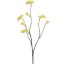 LIMONIUM 70CM YELLOW