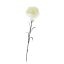 SINGLE CARNATION 60CM CREAM