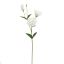 LYSIANTHUS 67CM CREAM