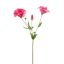 LYSIANTHUS 70CM BEAUTY