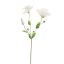 LYSIANTHUS 70CM CREAM