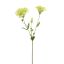 LYSIANTHUS 70CM GREEN