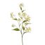 LARGE GLORIOSA SPRAY X 9 125CM CREAM GREEN