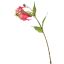 GLORIOSA SPRAY 70CM FUCHSIA