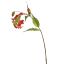 GLORIOSA SPRAY 70CM RED