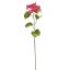 BAUHINIA SPRAY 75CM BEAUTY