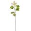 BAUHINIA SPRAY 75CM CREAM
