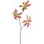 GLORIOSA X3 SPRAY 64CM CORAL
