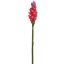 GINGER LILY 85CM BEAUTY