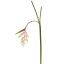 HELICONIA 130CM PINK
