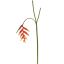 HELICONIA 130CM RED