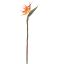 BIRD OF PARADISE 58CM ORANGE