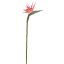 BIRD OF PARADISE 58CM RED