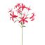 LYCORIS RADIATA 90CM BEAUTY