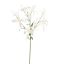 LYCORIS RADIATA 90CM CREAM