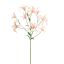 LYCORIS RADIATA 90CM PEACH